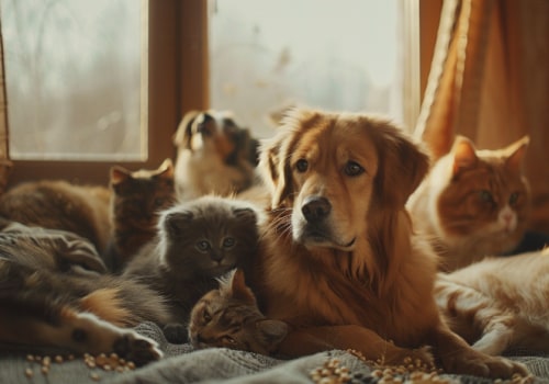 Breathe Easy With The Effective Ways to Remove Pet Dander